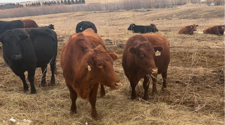 6 yr olds, March – June calvers, Home raised 2 irons!-BC114C6